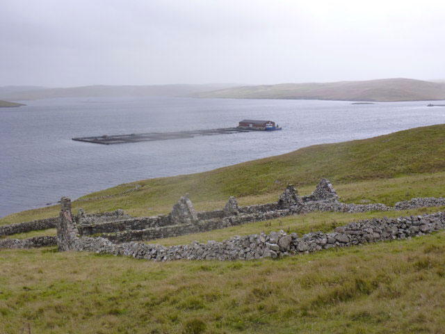 schetland